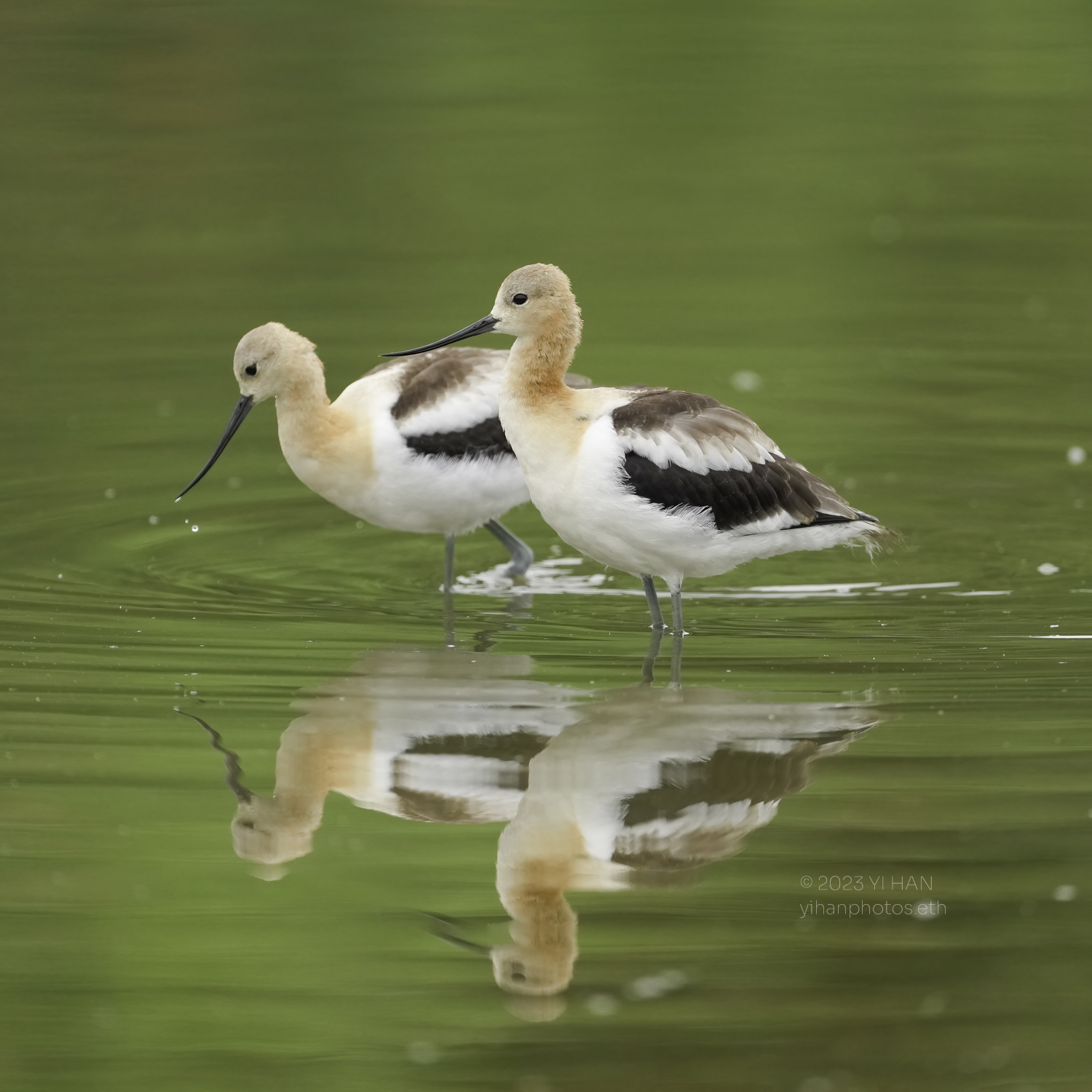 american_ avocet_4